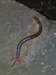 Parotostigmus