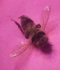 Apis mellifera