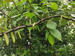 Cercis chinensis