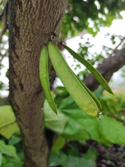 Cercis chinensis