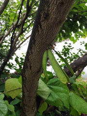 Cercis chinensis