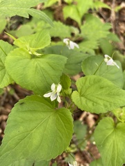 Viola acuminata