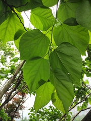 Cercis chinensis