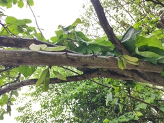 Cercis chinensis