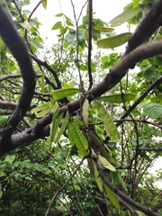 Cercis chinensis