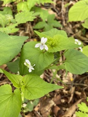 Viola acuminata