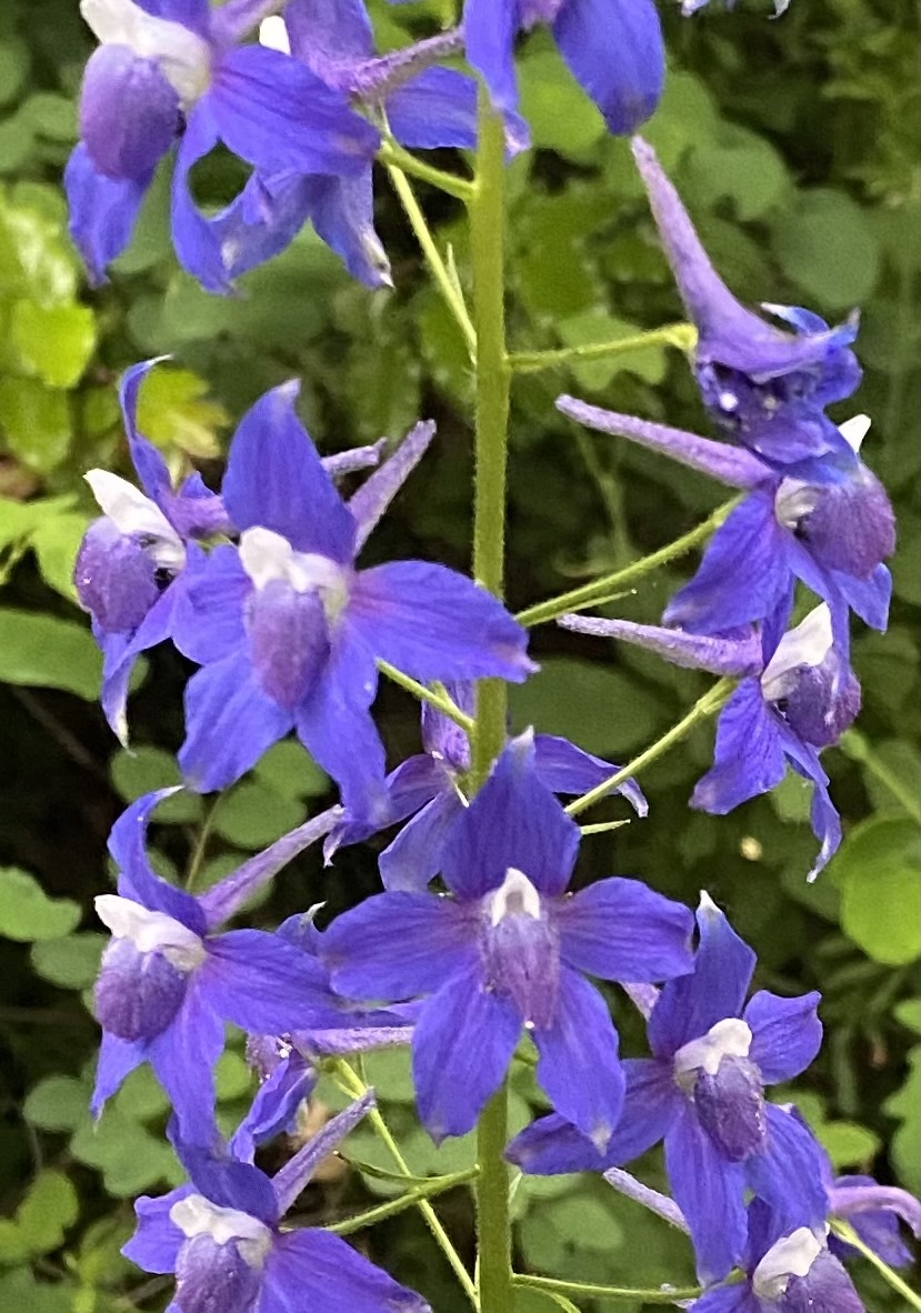 Delphinium trolliifolium