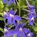 Columbian Larkspur - Photo (c) adavila99, some rights reserved (CC BY-NC)