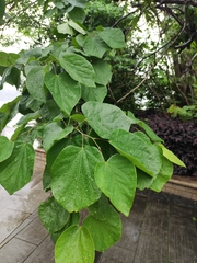Cercis chinensis