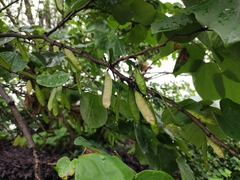 Cercis chinensis