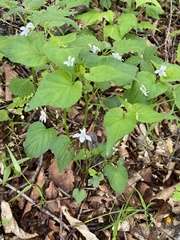 Viola acuminata