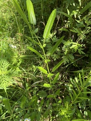 Sanguisorba officinalis