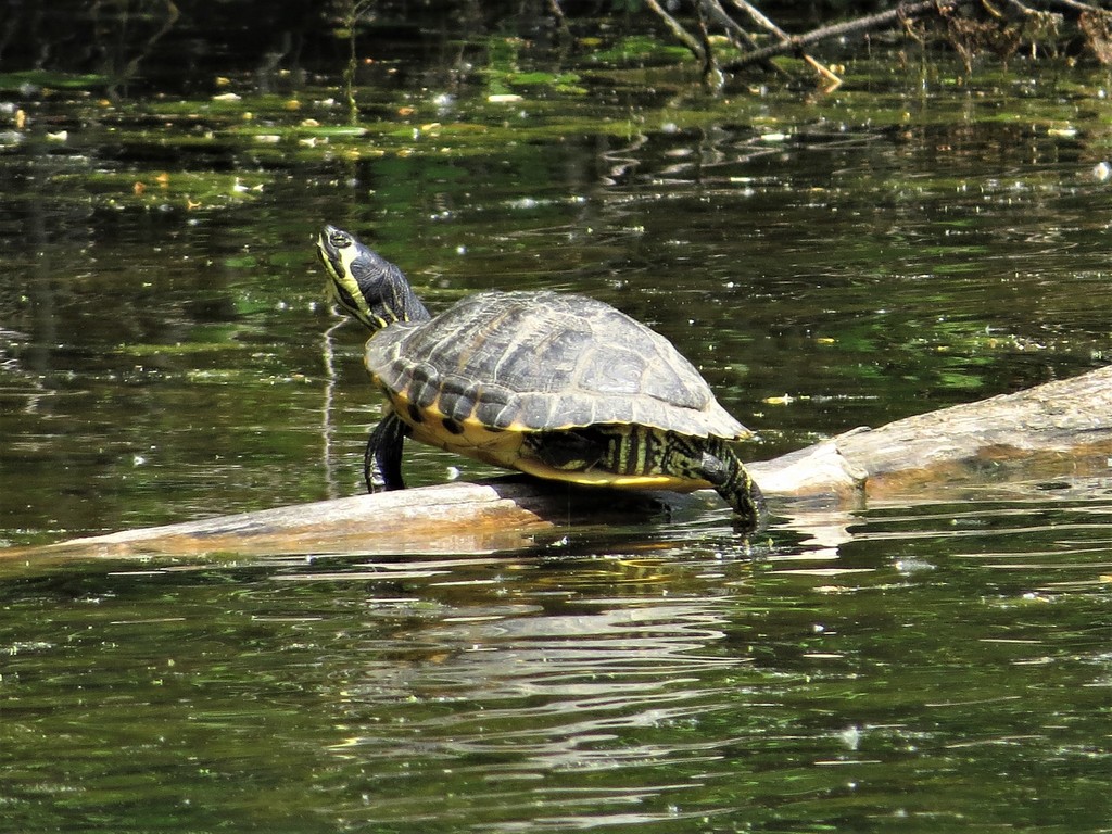 Yellow-bellied Slider in June 2021 by Rick Barricklow · iNaturalist