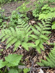 Athyrium rubripes