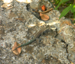 Dalmatolacerta oxycephala