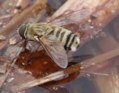 Exoprosopa albifrons