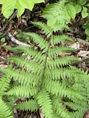 Athyrium rubripes