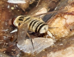 Exoprosopa albifrons