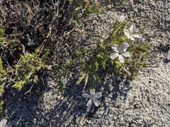 Linanthus pungens