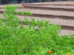 Carduelis carduelis britannica