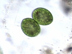 Euglena oblonga