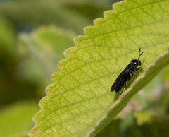 Hermetia illucens