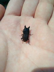 Erichius vittatus vittatus