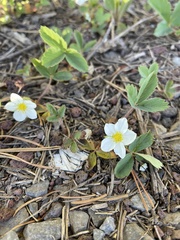 Fragaria cascadensis