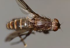 Maorimyia bipunctata