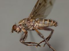 Maorimyia bipunctata