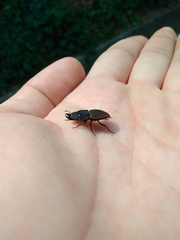 Erichius vittatus vittatus