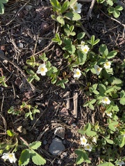 Fragaria cascadensis