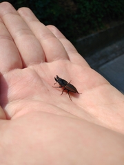 Erichius vittatus vittatus