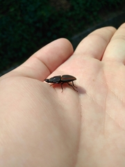 Erichius vittatus vittatus
