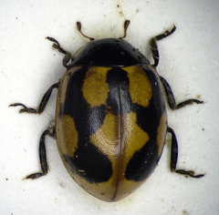 Adalia bipunctata