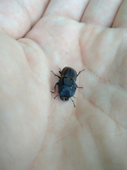 Erichius vittatus vittatus