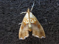 Agrotera nemoralis