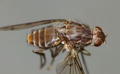 Maorimyia bipunctata