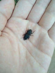 Erichius vittatus vittatus
