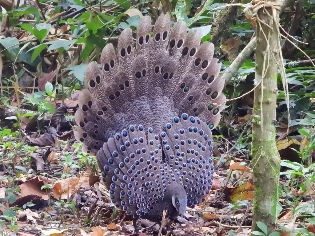 Grey Peacock-Pheasant