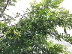 Pterocarya stenoptera