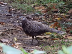 Polyplectron bicalcaratum