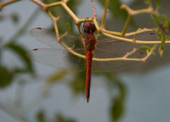 Pantala flavescens