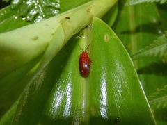 Cephaloleia erichsonii