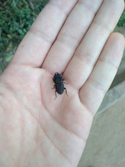 Erichius vittatus vittatus