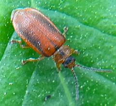 Galerucella calmariensis
