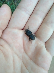Erichius vittatus vittatus