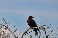 Corvus brachyrhynchos