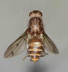 Maorimyia bipunctata