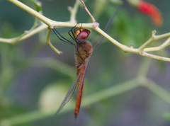 Pantala flavescens